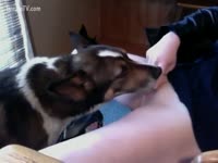 [ Beast Film ] Dog eating her up